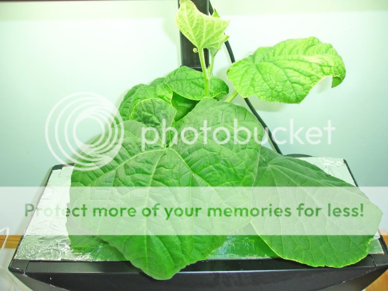 cucumbers-grown-in-the-aerogarden-episode-ii-return-of-the-cuke